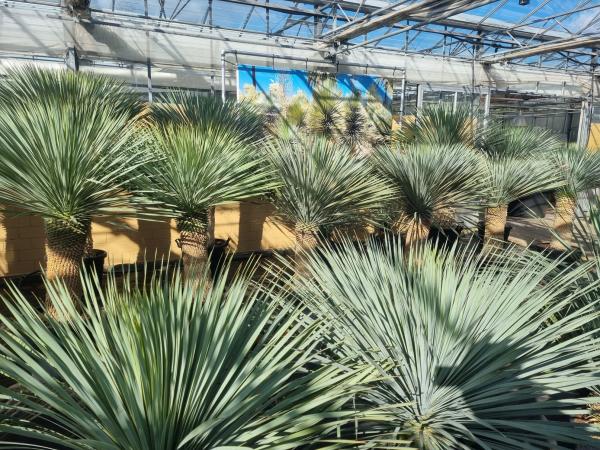 Plantaplaza Yucca Rostrata kaufen